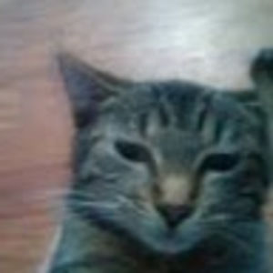 Meet your Posher, Eva